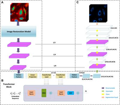 Pixel-level multimodal fusion deep networks for predicting subcellular organelle localization from label-free live-cell imaging